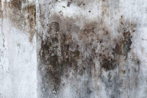 Best Asbestos and Lead Testing During Mold Inspection  in Quail Ridge, FL