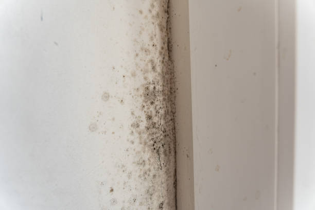 Best Emergency Mold Remediation  in Quail Ridge, FL